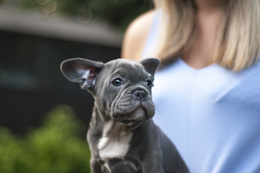 7 Essential Items Every Dog Owner Must Have