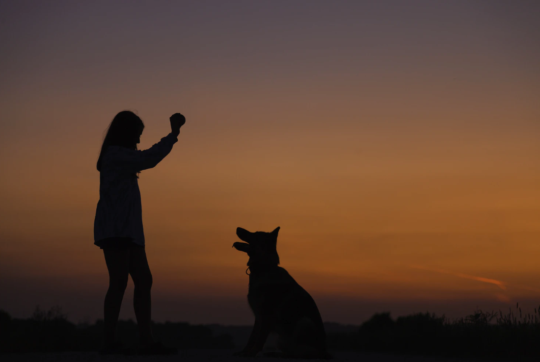 How To Care For A Dog With PTSD