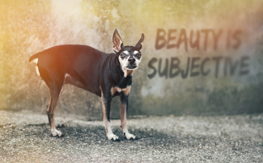 small senior black and brown dog with a rear leg amputation next to the words ābeauty is subjectiveā