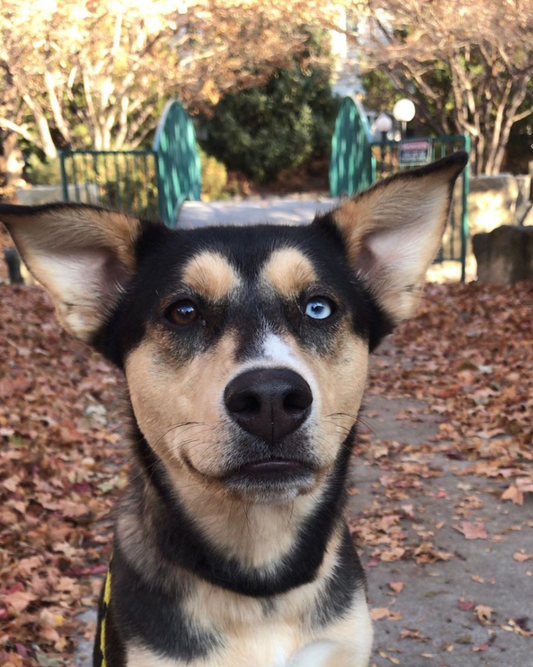 Harness Files | An Interview with Savannah T. and Birkin