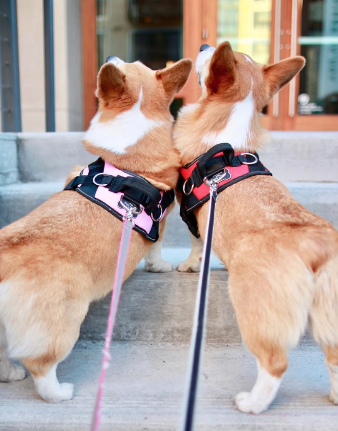 Size right dog sales harness