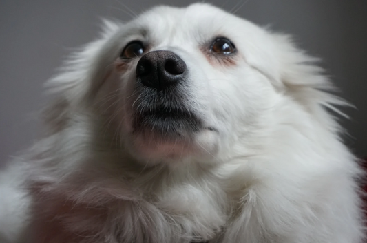 How to Groom Heavy-Shedding Dogs