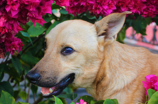 How to Care For Visually Impaired Dogs