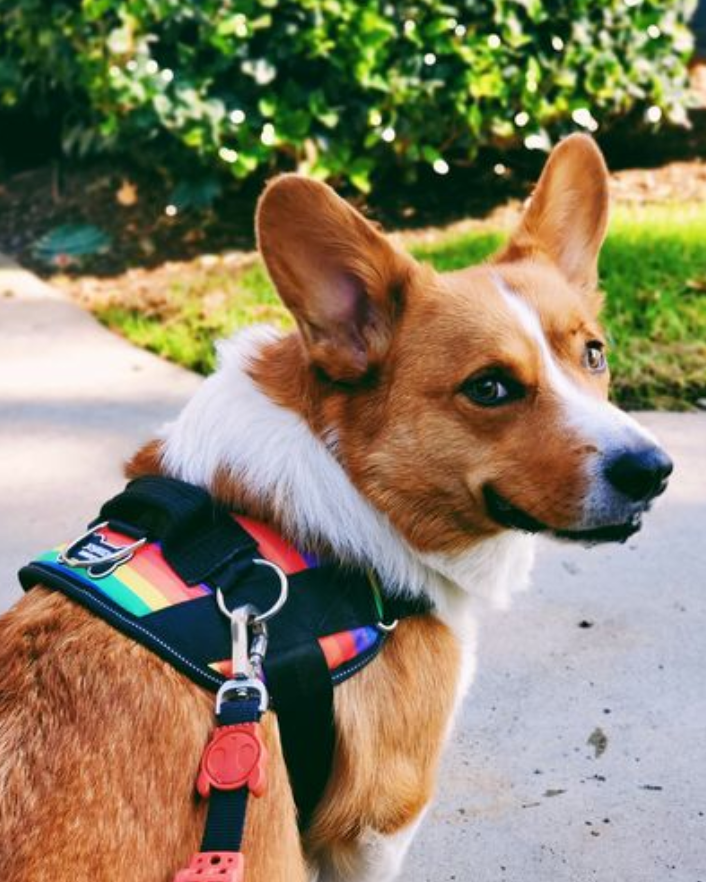 Pride sales dog harness