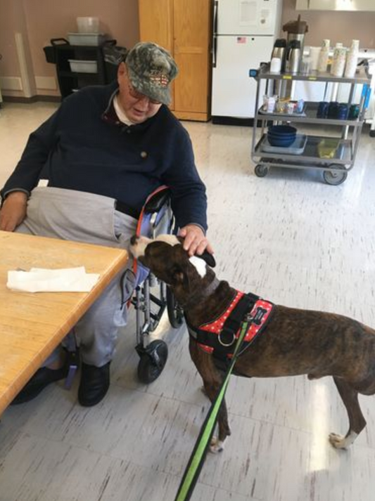 Best Patriotic Dog Harness | Joyride Harness Customer Reviews