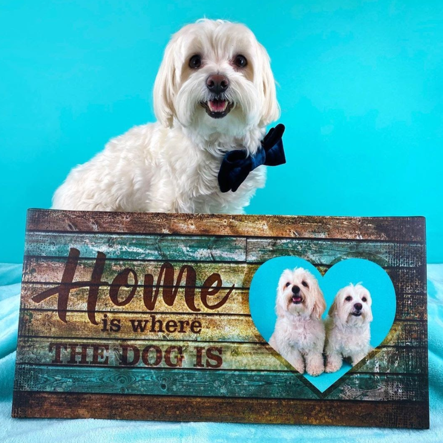 5 Thoughtful Birthday Gift Ideas For Dog Lovers