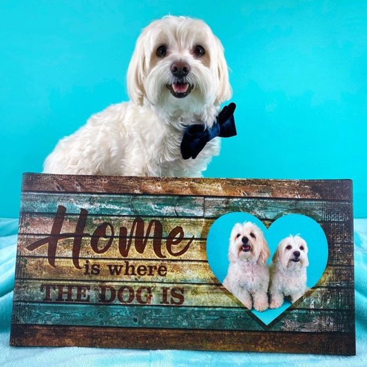 5 Thoughtful Birthday Gift Ideas For Dog Lovers