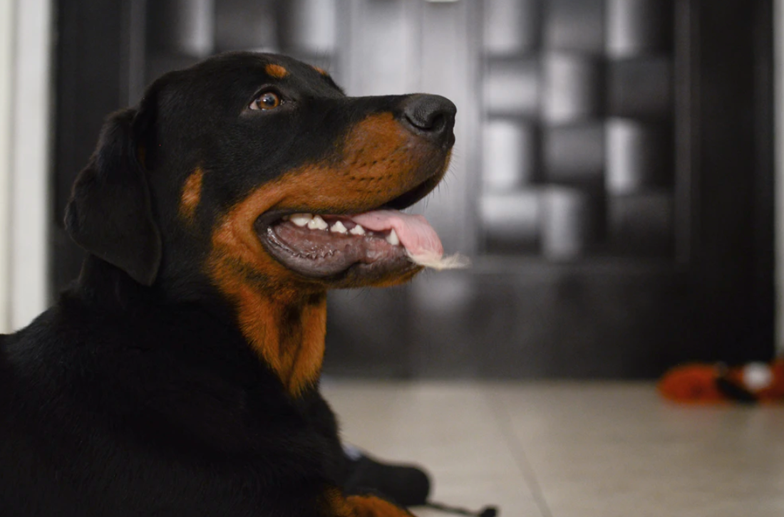 Best Dog Harness For Rottweilers Joyride Harness Customer Reviews