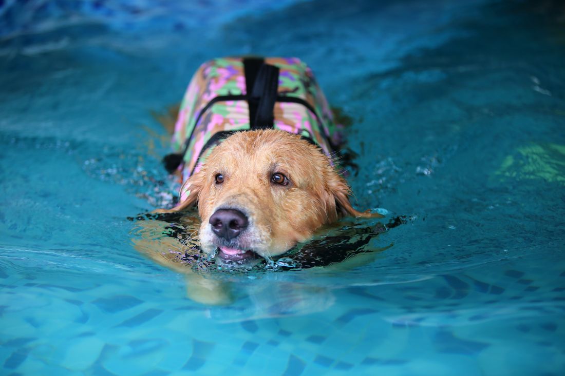 Your Senior Dog Can Still Do Sports