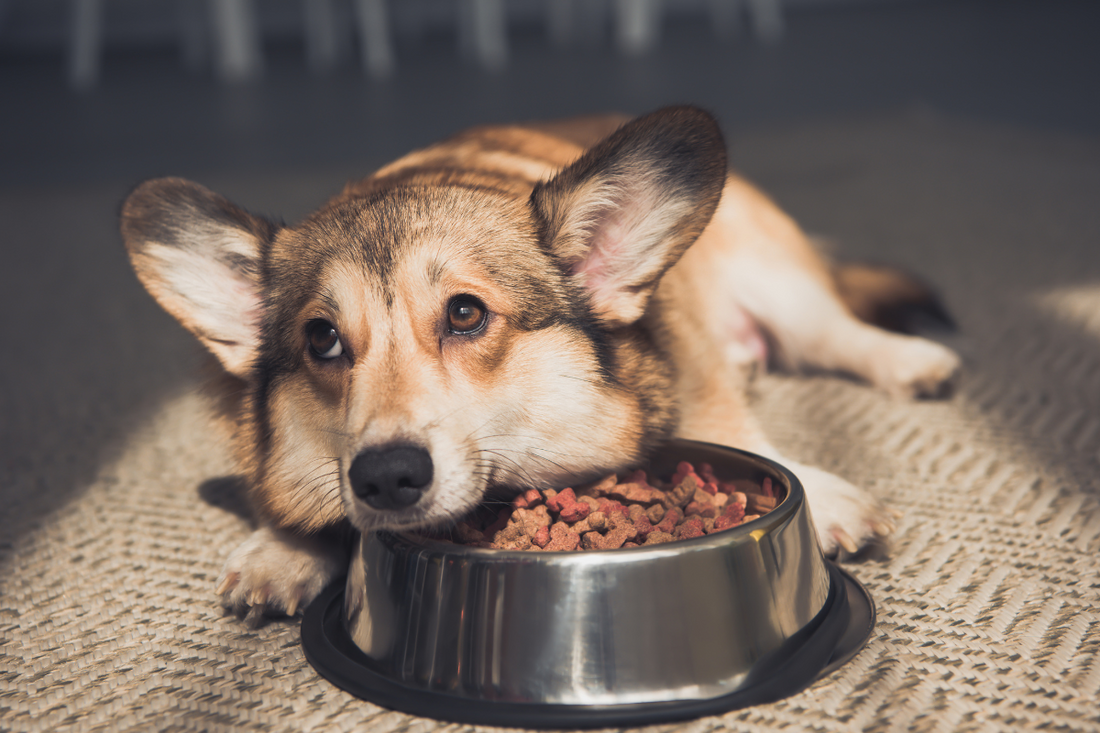 What to Feed a Dog With a Sensitive Tummy