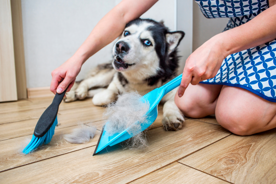 Simple Ways to Help Your Dog Through Shedding Season