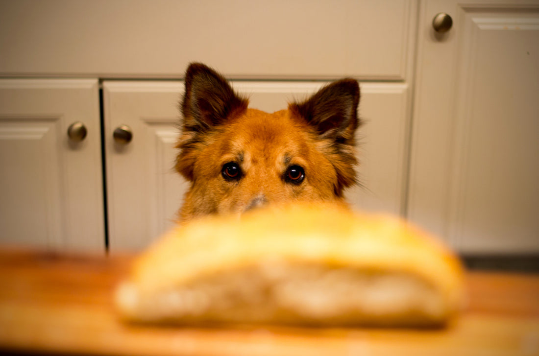 Can My Dog Eat This? A Thanksgiving Guide to Dog Treats