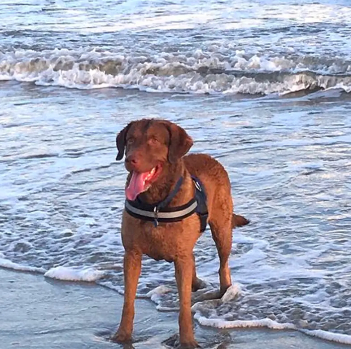 The Best Dog Harness For A Day At The Beach