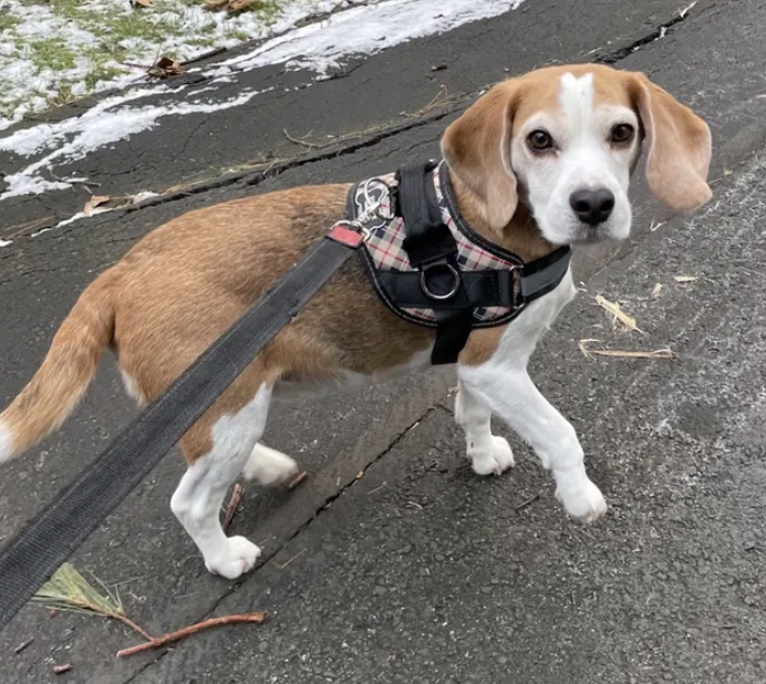 Beagle puppy top collar size