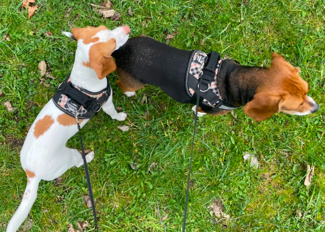 Best dog harness with handle deals