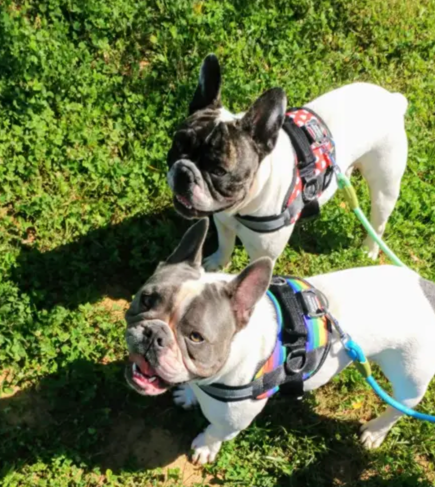 what is the best harness for a french bulldog?