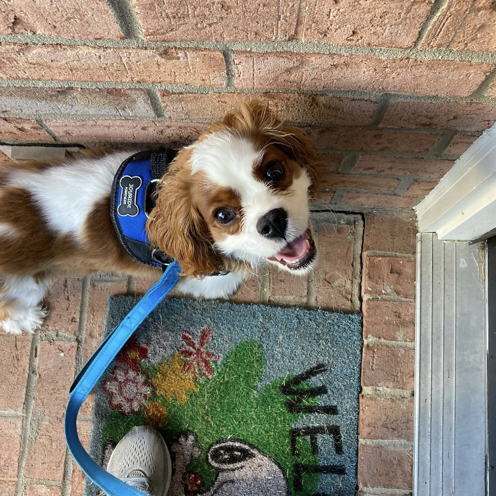 The Most Comfortable Dog Harness You'll Find