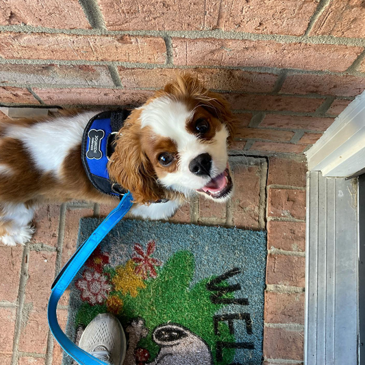 The Most Comfortable Dog Harness You'll Find
