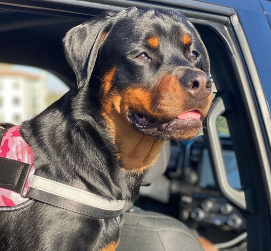 The Top Rated Harness For Large Dogs