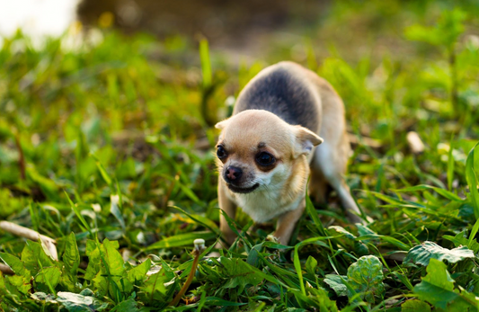 These Tips Can Help Calm Your Anxious Dog