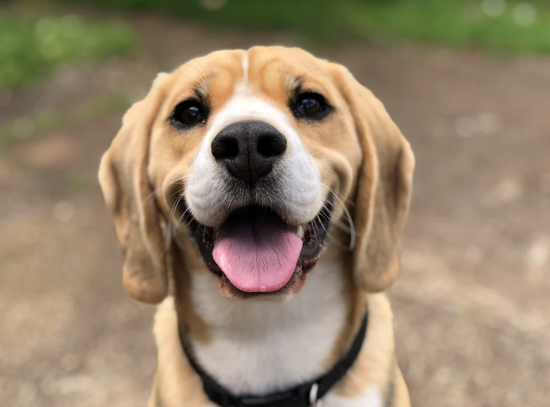 Tips For Walking Dogs During the COVID-19 Pandemic