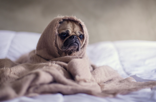 What Does Dog Anxiety Look Like?