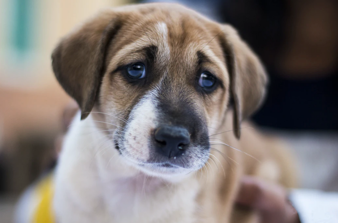 What You Should Know About Dog Body Language