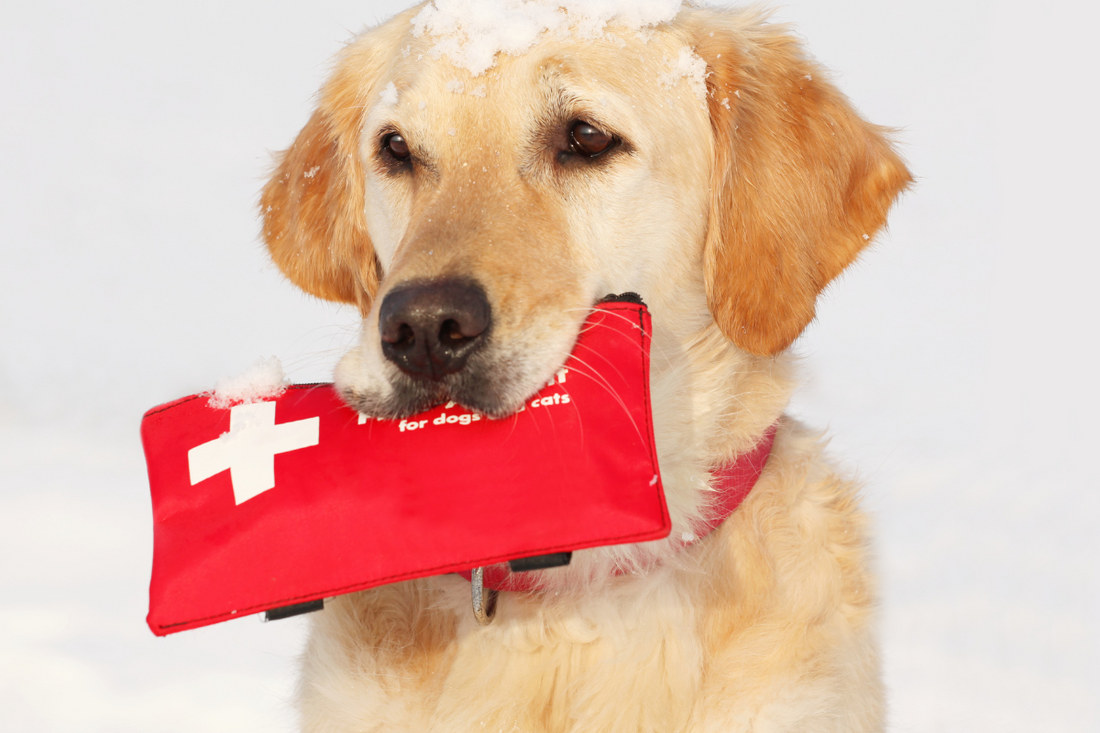 What to Put in Your Dog’s First Aid Kit