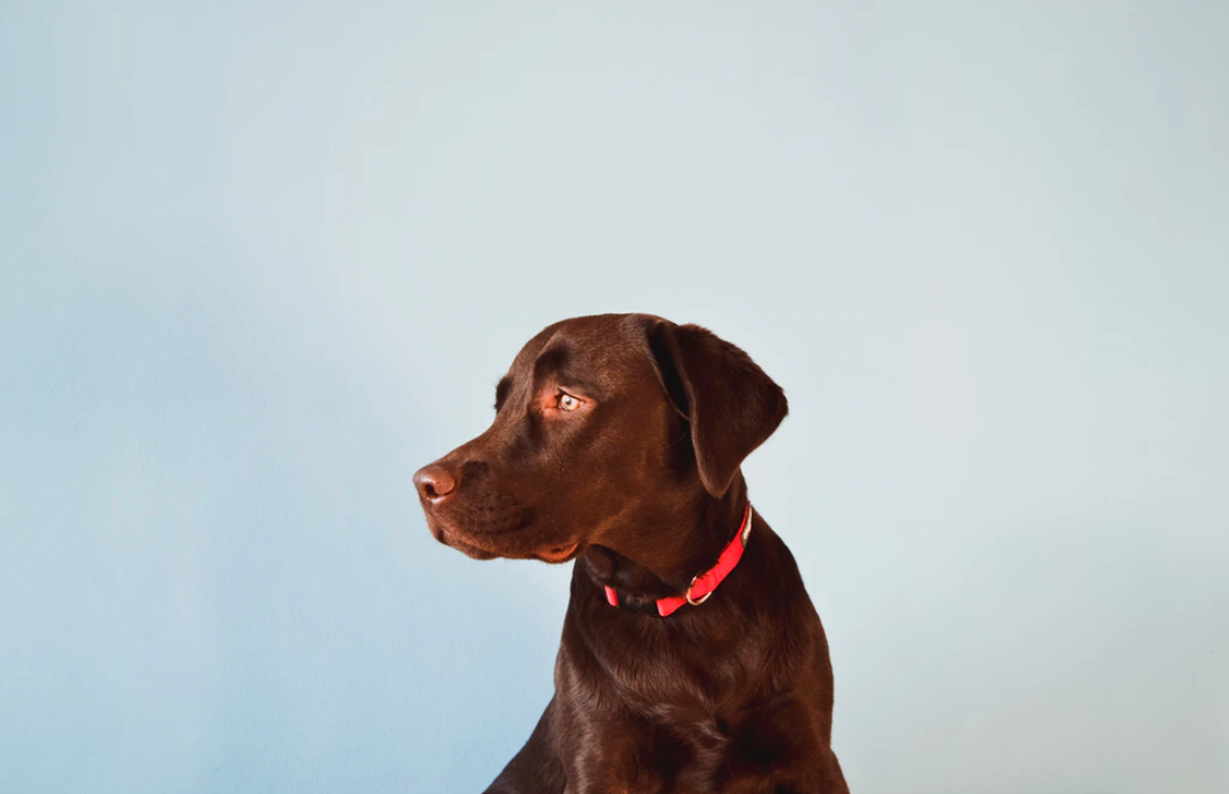 Why Do Dogs Need Shots? Joyride Harness