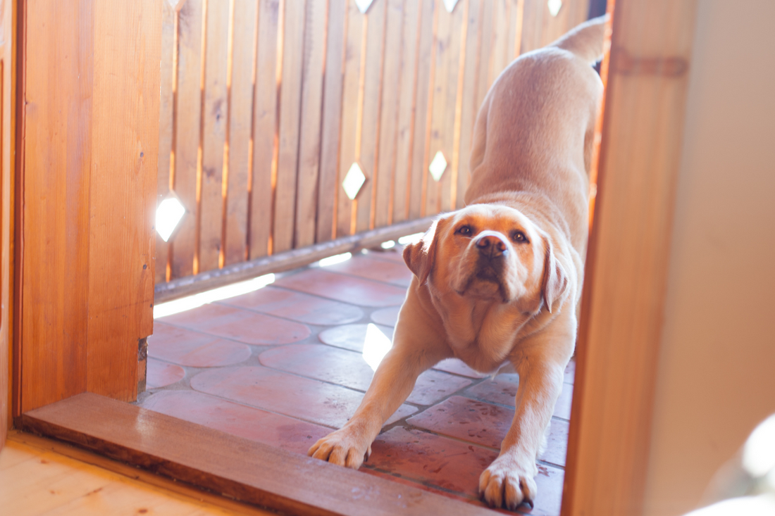 Why Do Dogs Stretch When They Greet You?
