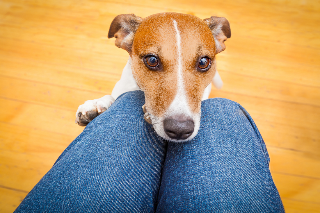 How to Train Your Dog to Stop Begging (For Good!)