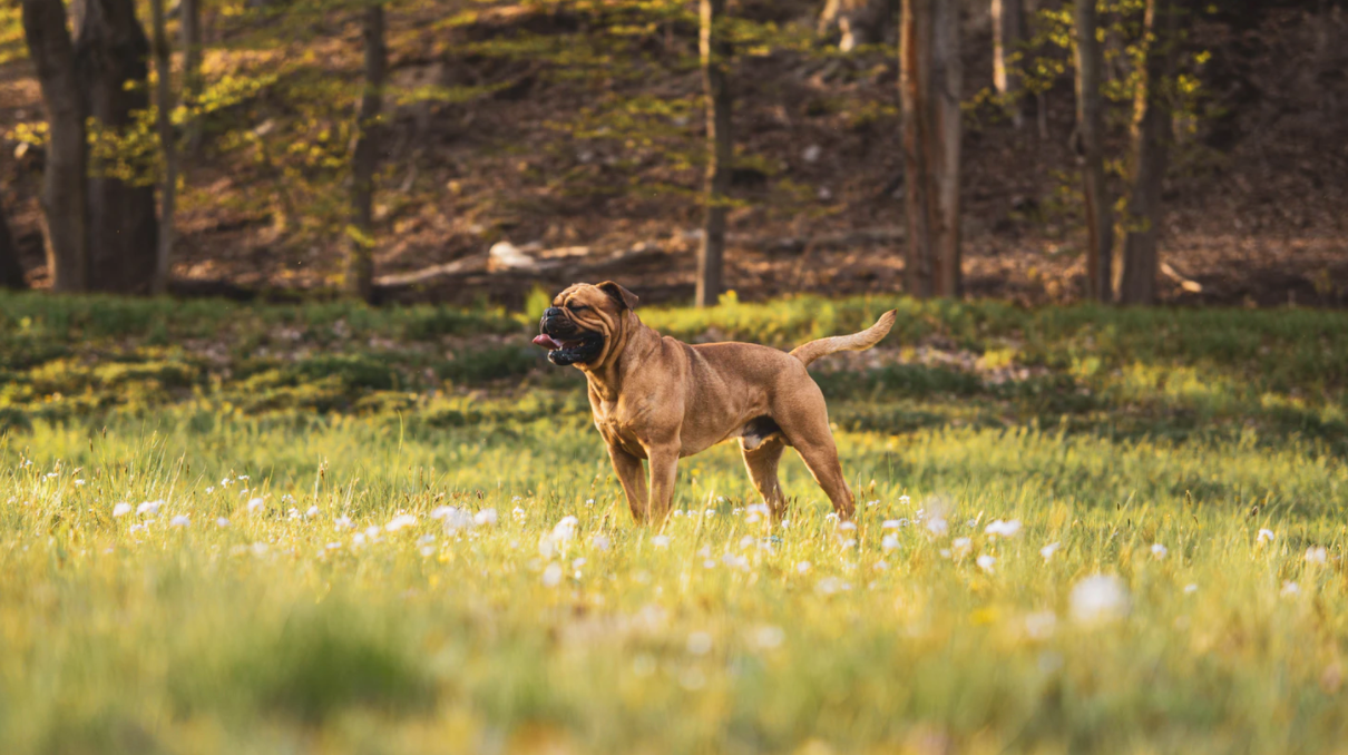 why do dogs kick after they potty