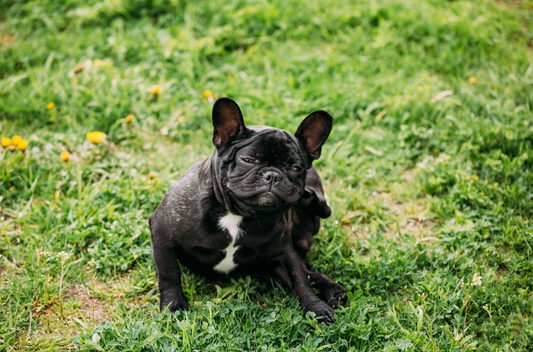 Why is my dog scratching so much?