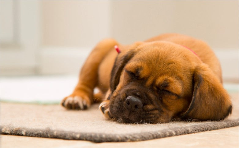 A Beginner's Guide to Adopting a Puppy