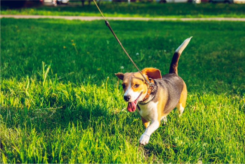 Stress Free Potty Training Tips For Your Dog