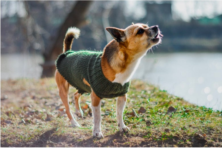 Barking No More: The Ultimate Guide to a Well-Behaved Dog
