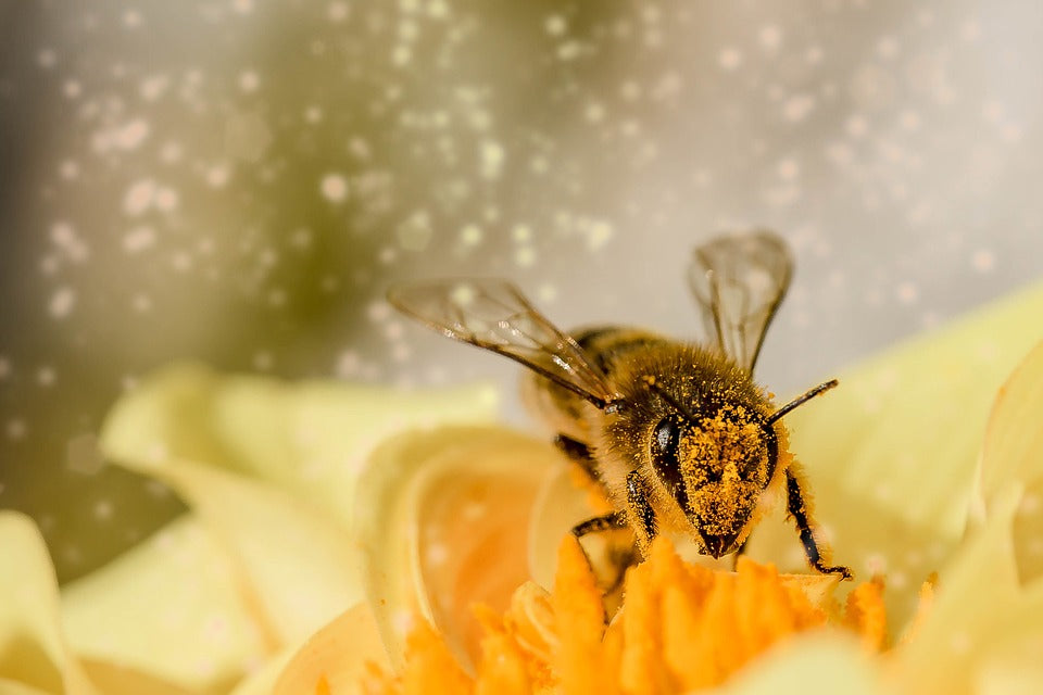 What Should You Do if Your Dog Is Stung by a Bee? – Joyride Harness