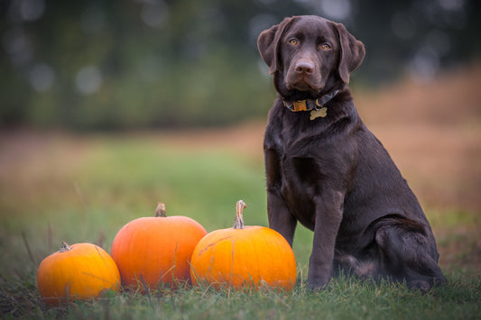 This is Halloween! Inspiration For Halloween Dog Costumes