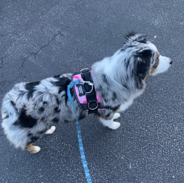 Best leash online for australian shepherd