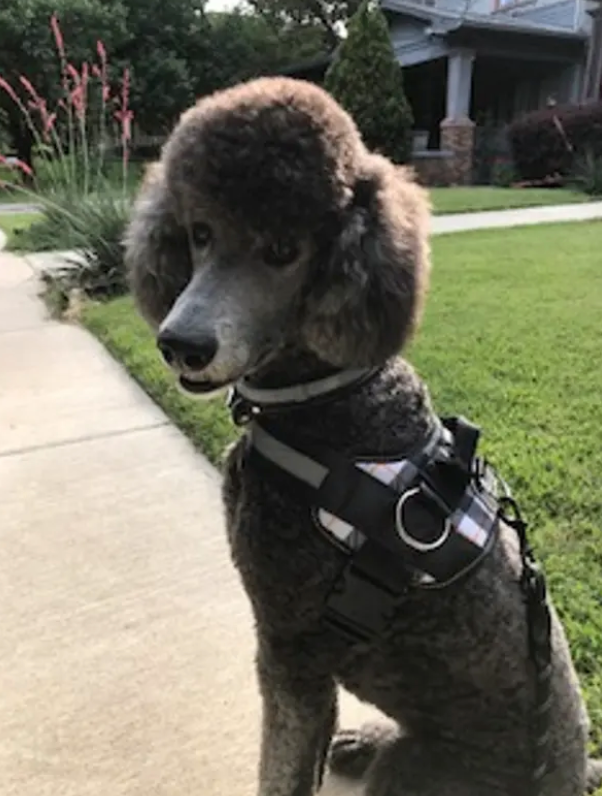 Best collars top for poodles