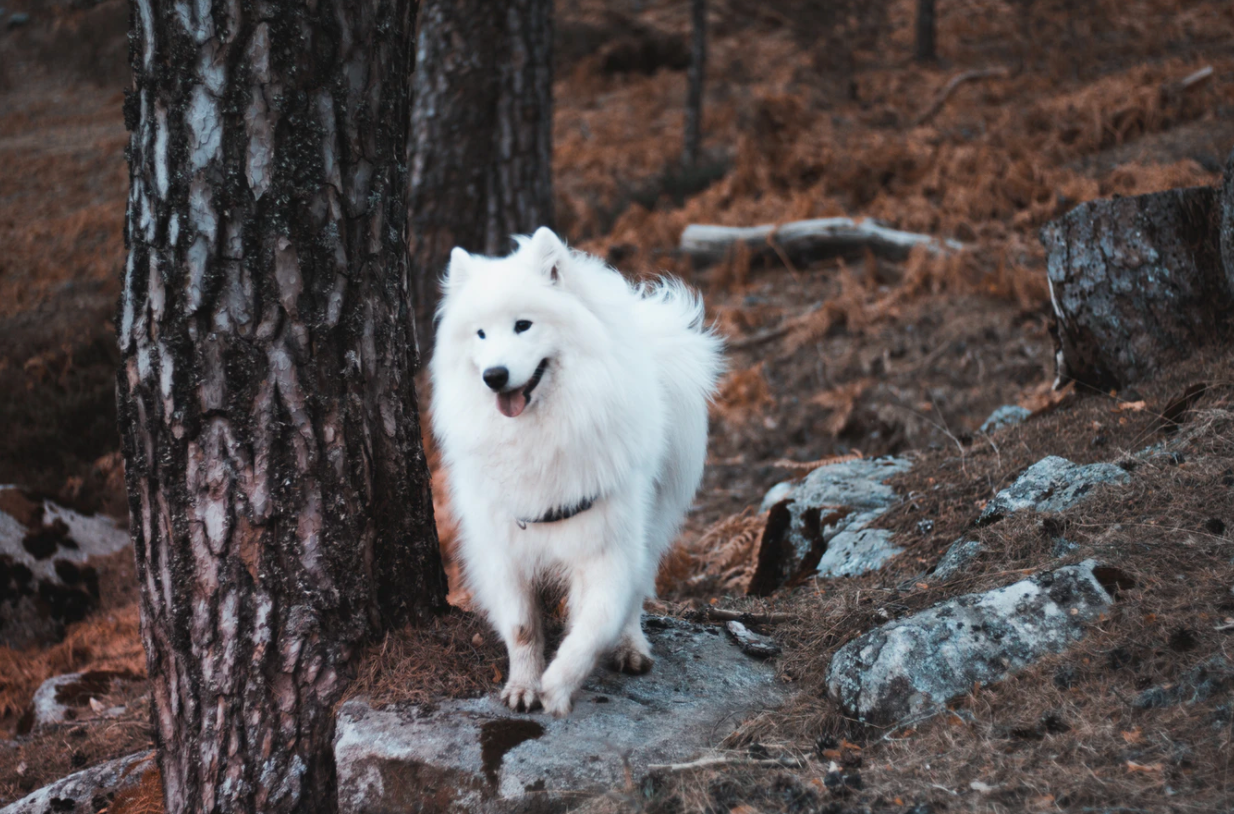 Best harness for samoyed online