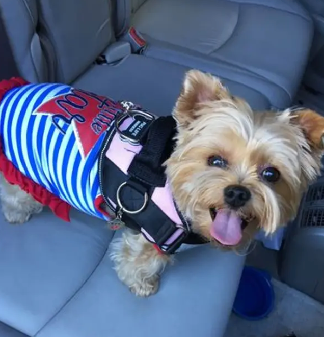 Best Dog Harness For Yorkies Joyride Harness Customer Reviews