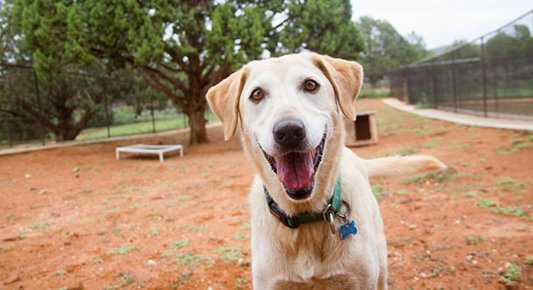 Joyride Harness Official Licencee of Best Friends Animal SocietyĀ®