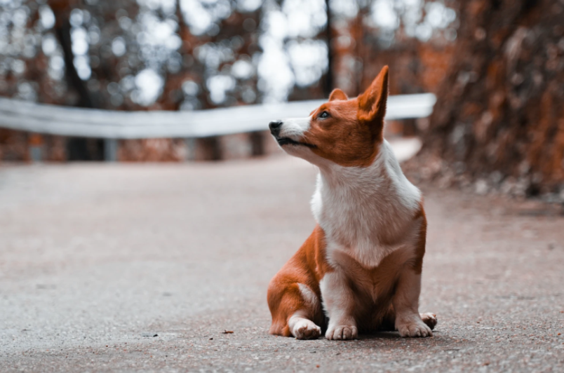 Dog harness for corgi online