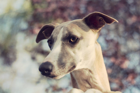 REVIEW: Best Dog Harness For Greyhounds