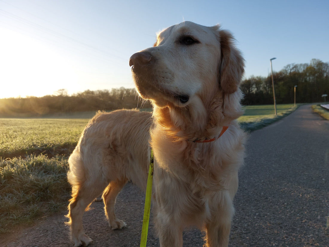 A dog going for a walk in a dog park