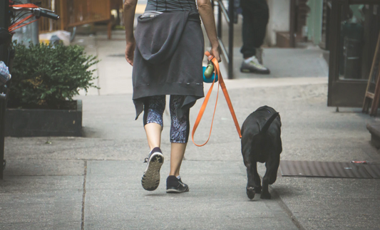 How does walking help my dog's health? | Walk Your Dog Month