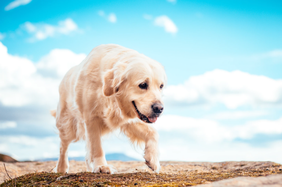 What is DOGust? Celebrating Shelter Dogs Worldwide