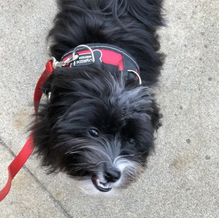 Best Dog Harness For Escape Artists Joyride Harness Customer Reviews