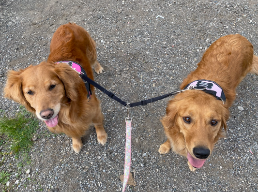 Harness Files | Interview with JoAnn Jones, Paisley & Peaches